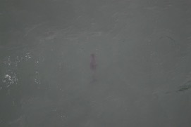 Missing Picture